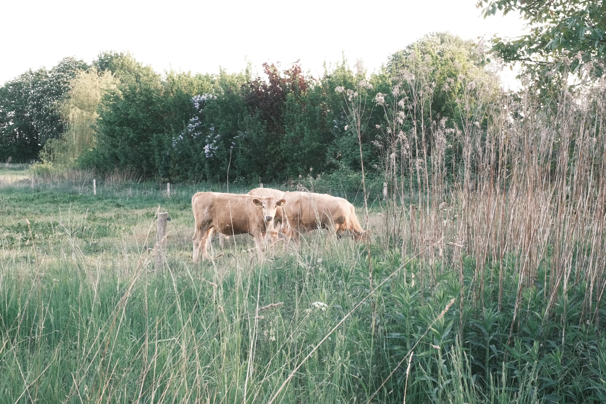 Childhood Vacation film recipe photo by Sabrina Magnusson