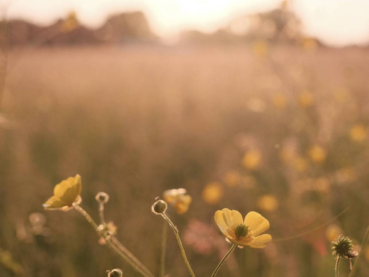 Seventies Summer, with Warm Nostalgic&nbsp;Vibes