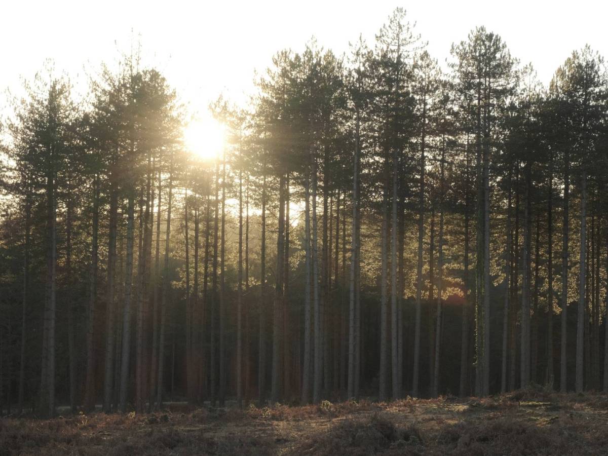 CineStill 400D, Cinematic Soft&nbsp;Tones