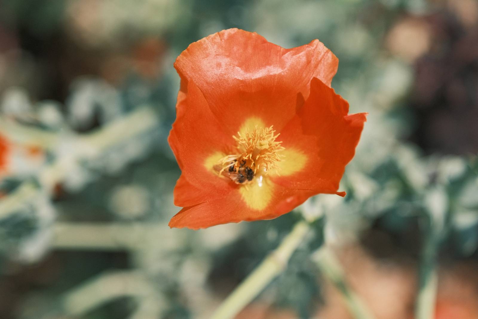 Superia Loco film recipe sample photo
