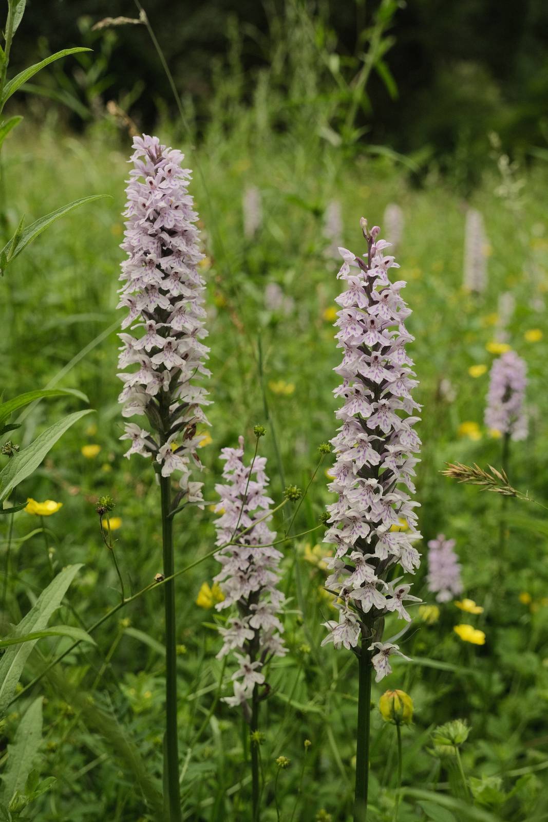Cotswold Standard film recipe sample photo