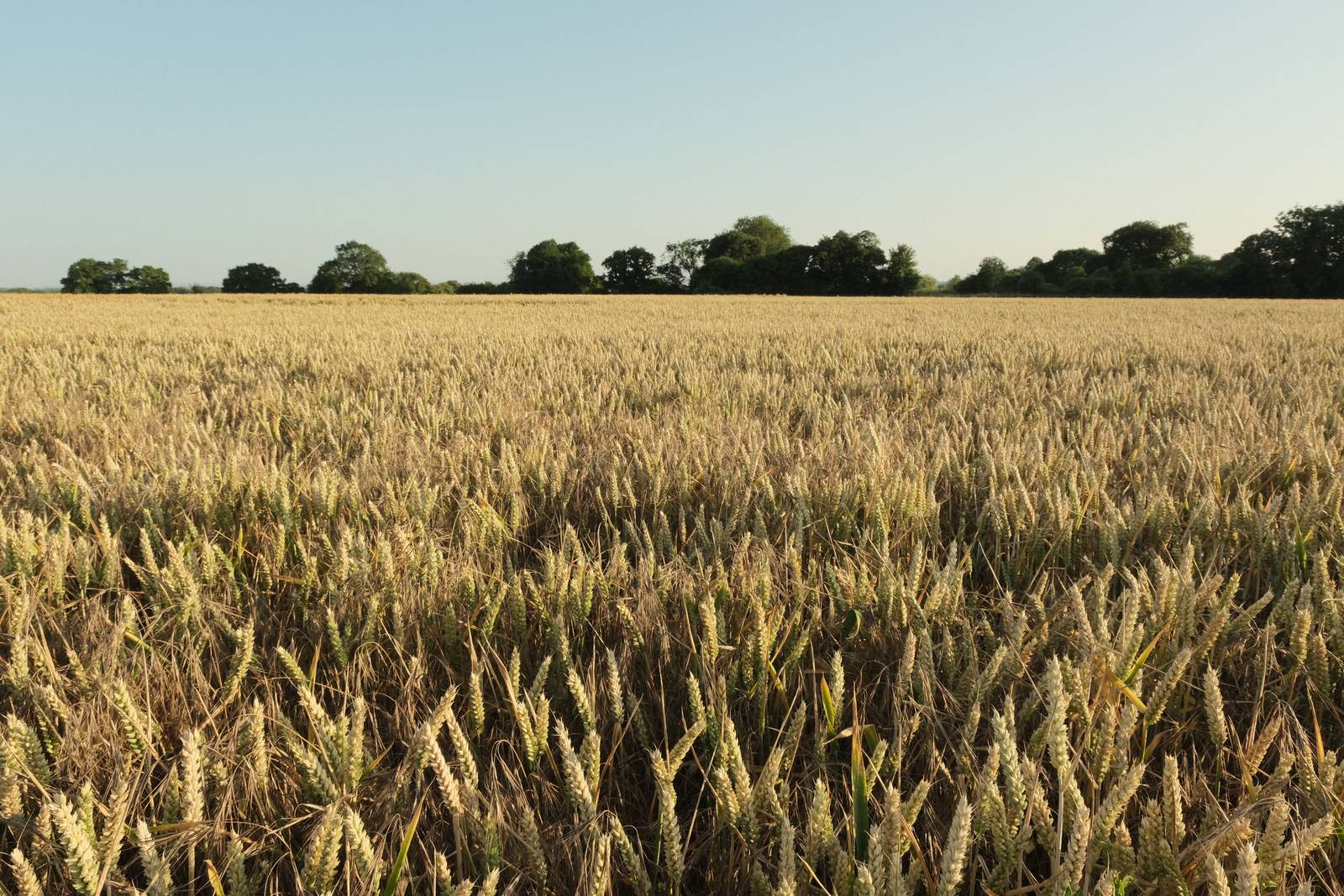 Cotswold Standard film recipe sample photo