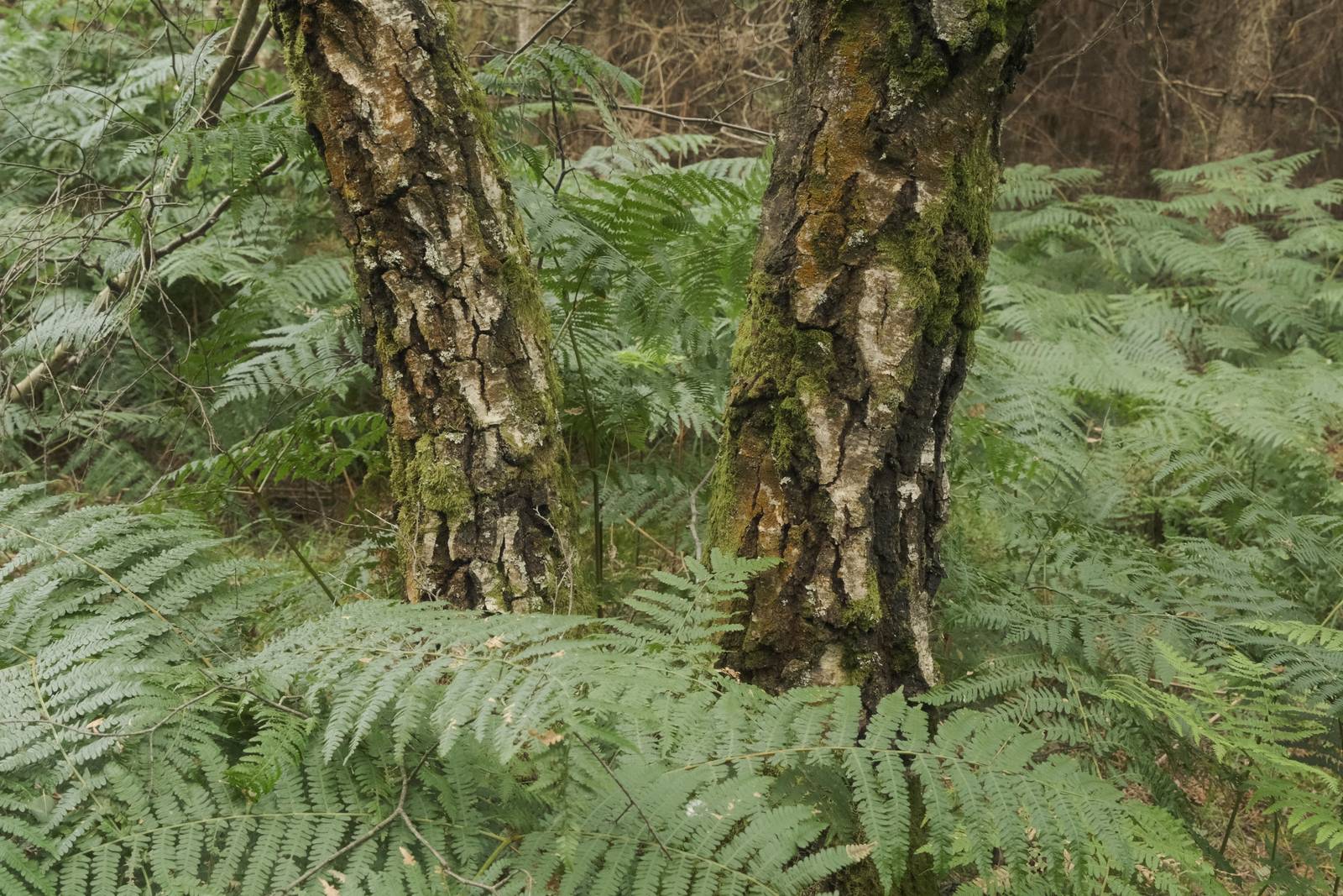 CineStill 400D film recipe sample photo