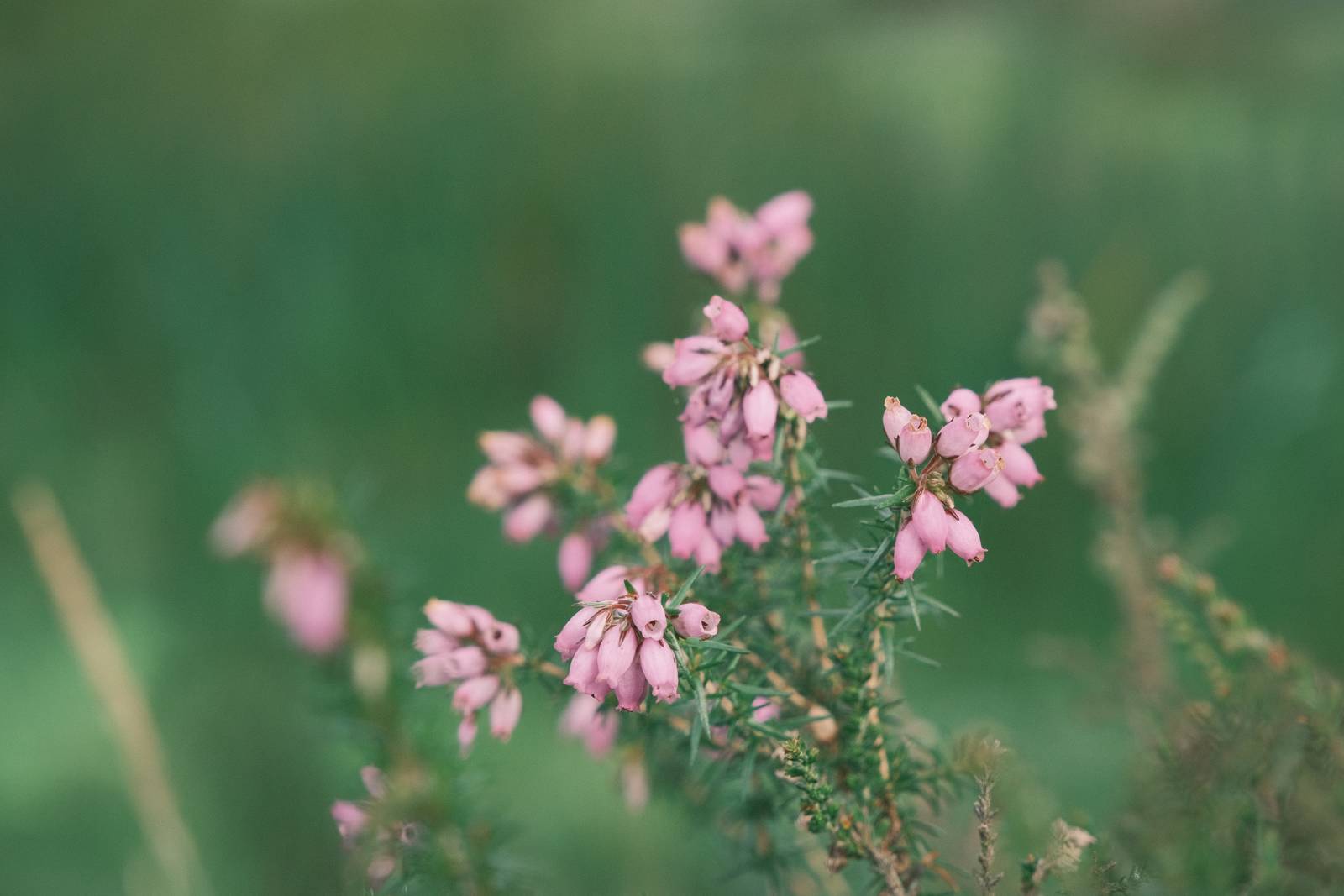 Superia Loco film recipe sample photo