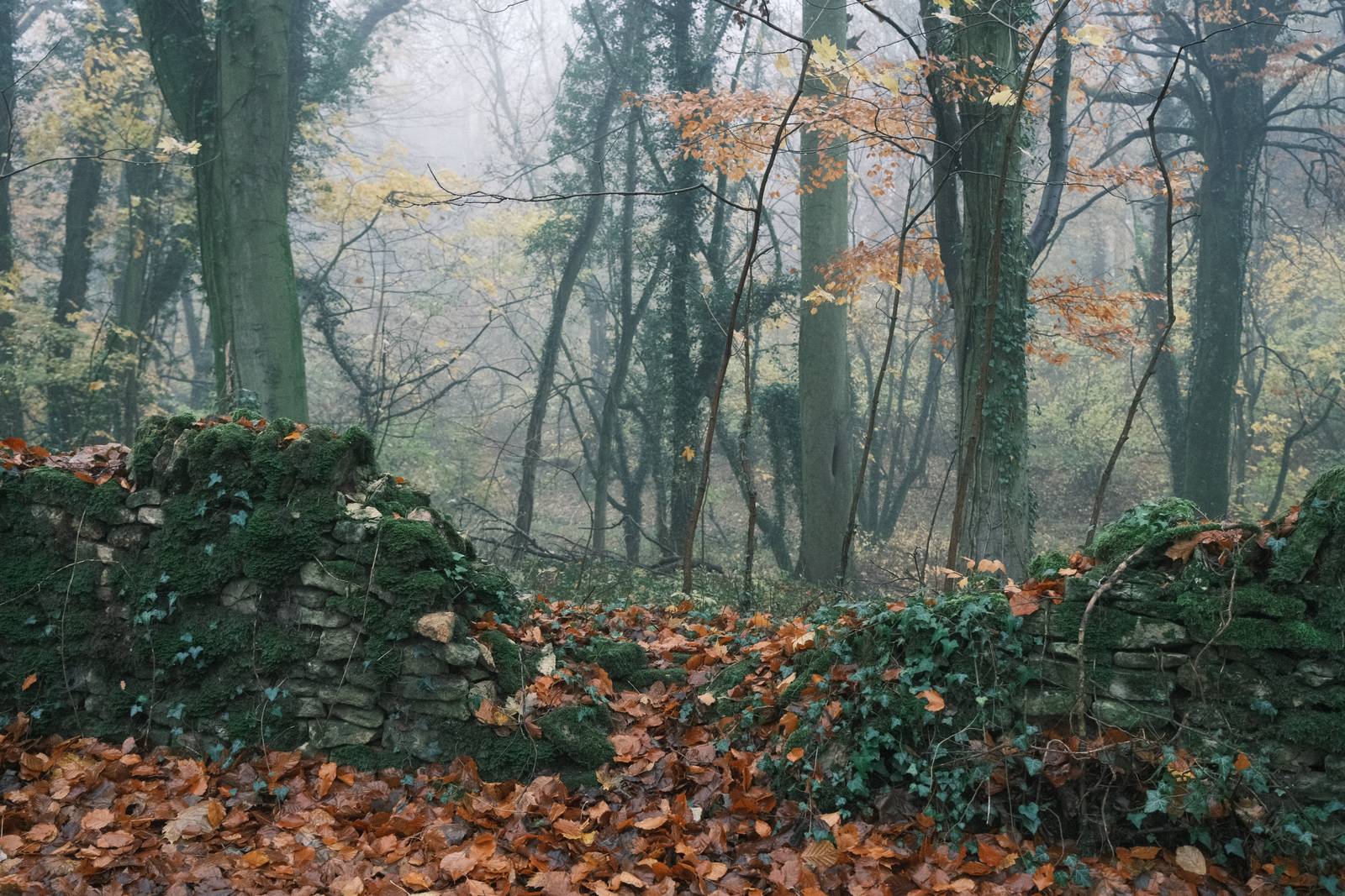Superia Loco film recipe sample photo