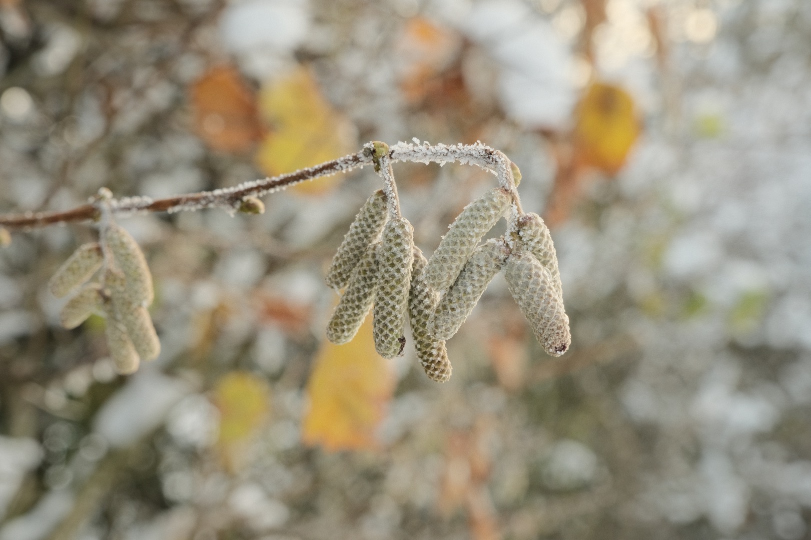 Cotswold Standard film recipe sample photo