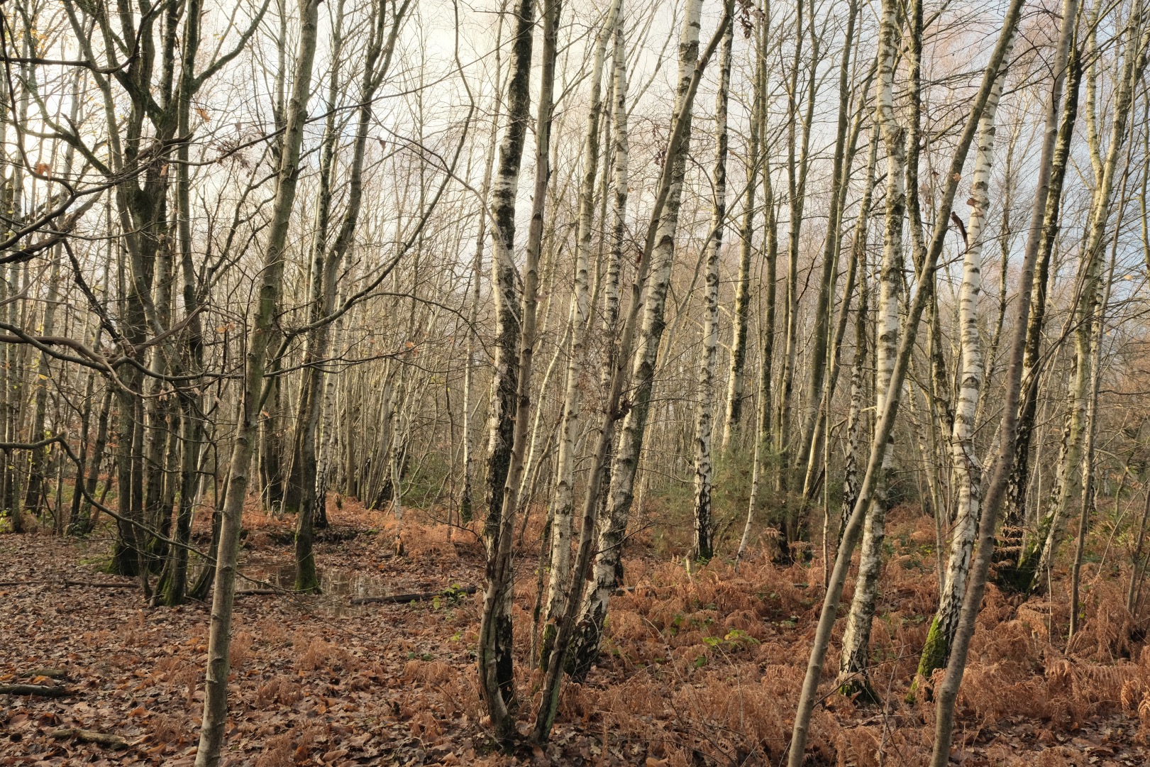Cotswold Standard film recipe sample photo