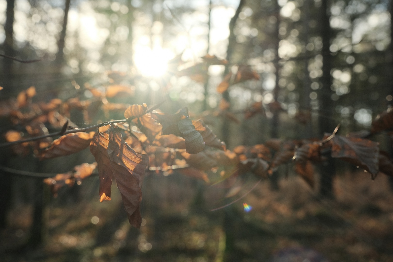 Cotswold Standard film recipe sample photo