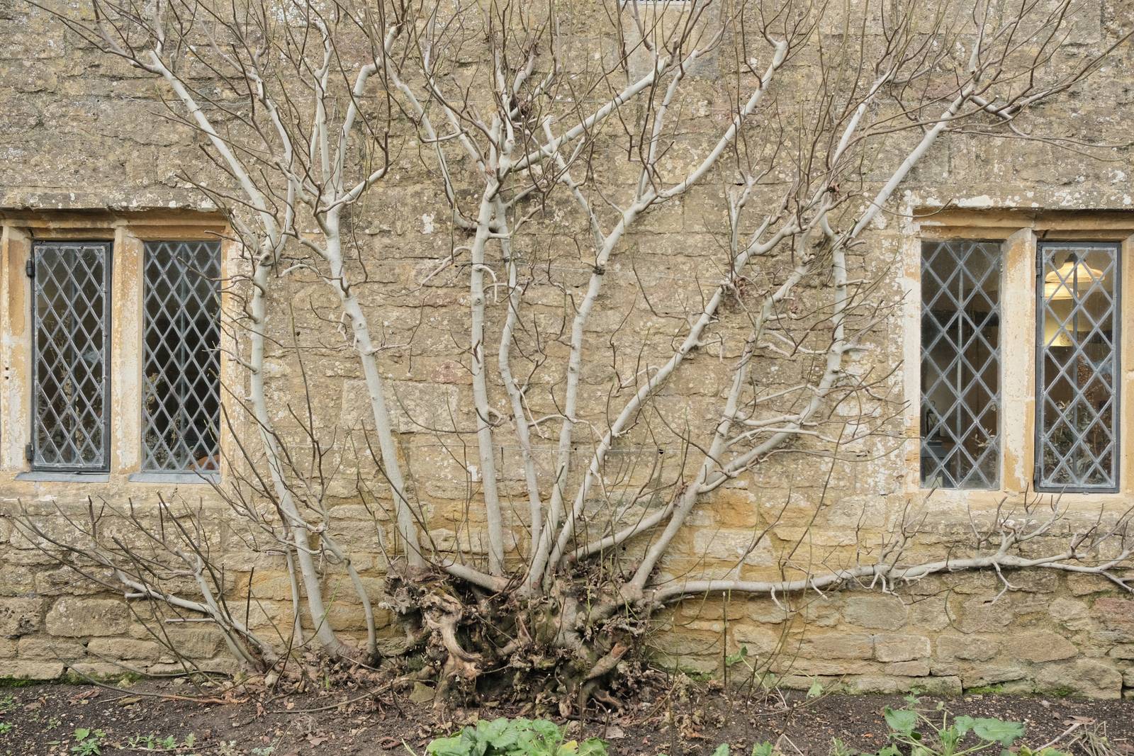 Cotswold Standard film recipe sample photo