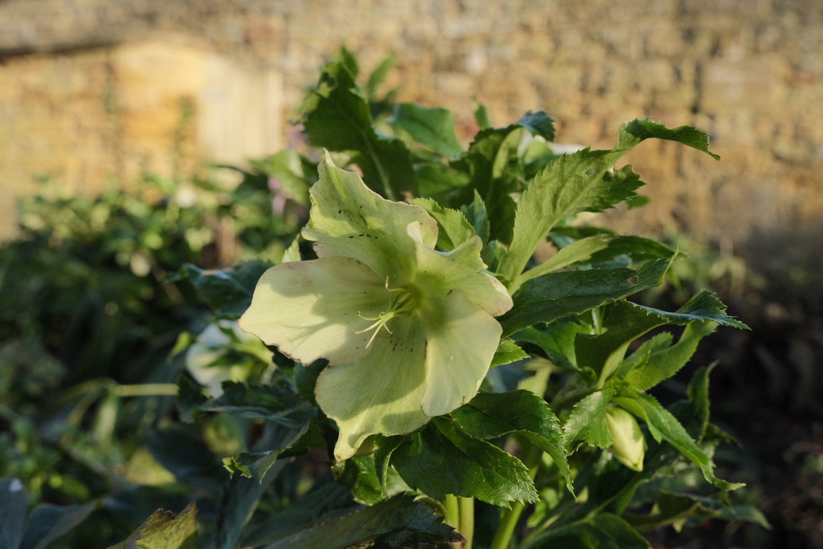 Cotswold Standard film recipe sample photo