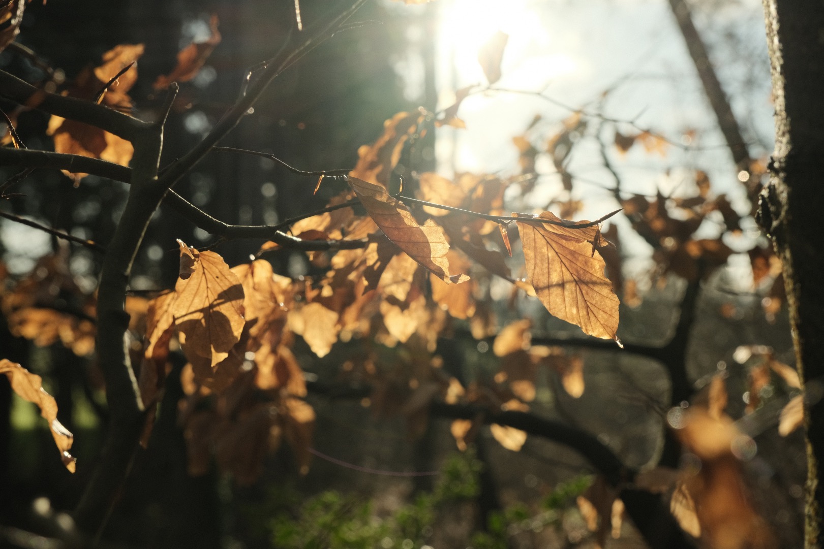Cotswold Standard film recipe sample photo