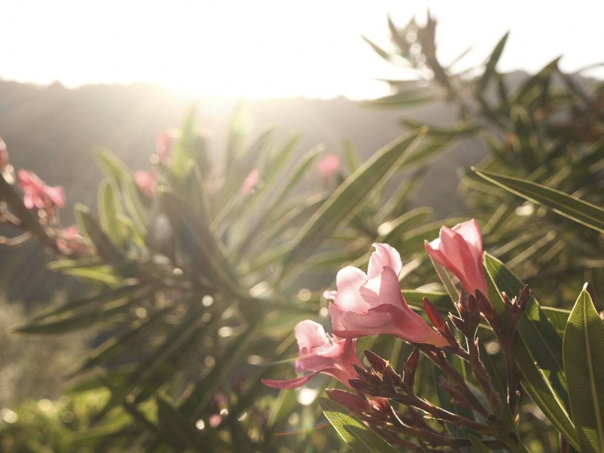 Holiday Romance, Warm Vacation Film&nbsp;Recipe