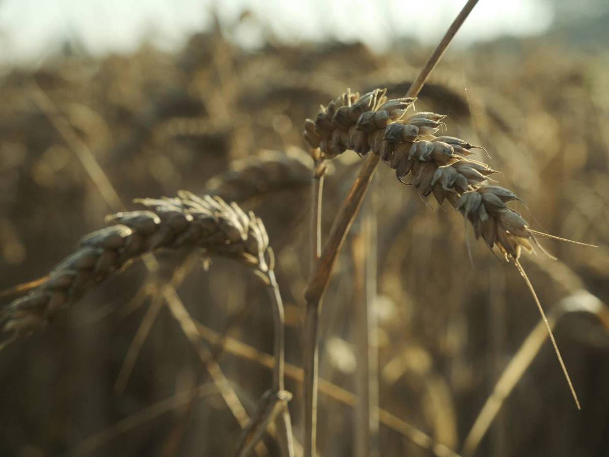 Augustine, Relaxed Summer Film&nbsp;Recipe