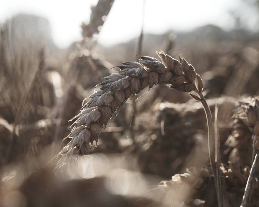 Cereal Killer, with Impactful Wheaty&nbsp;Tones