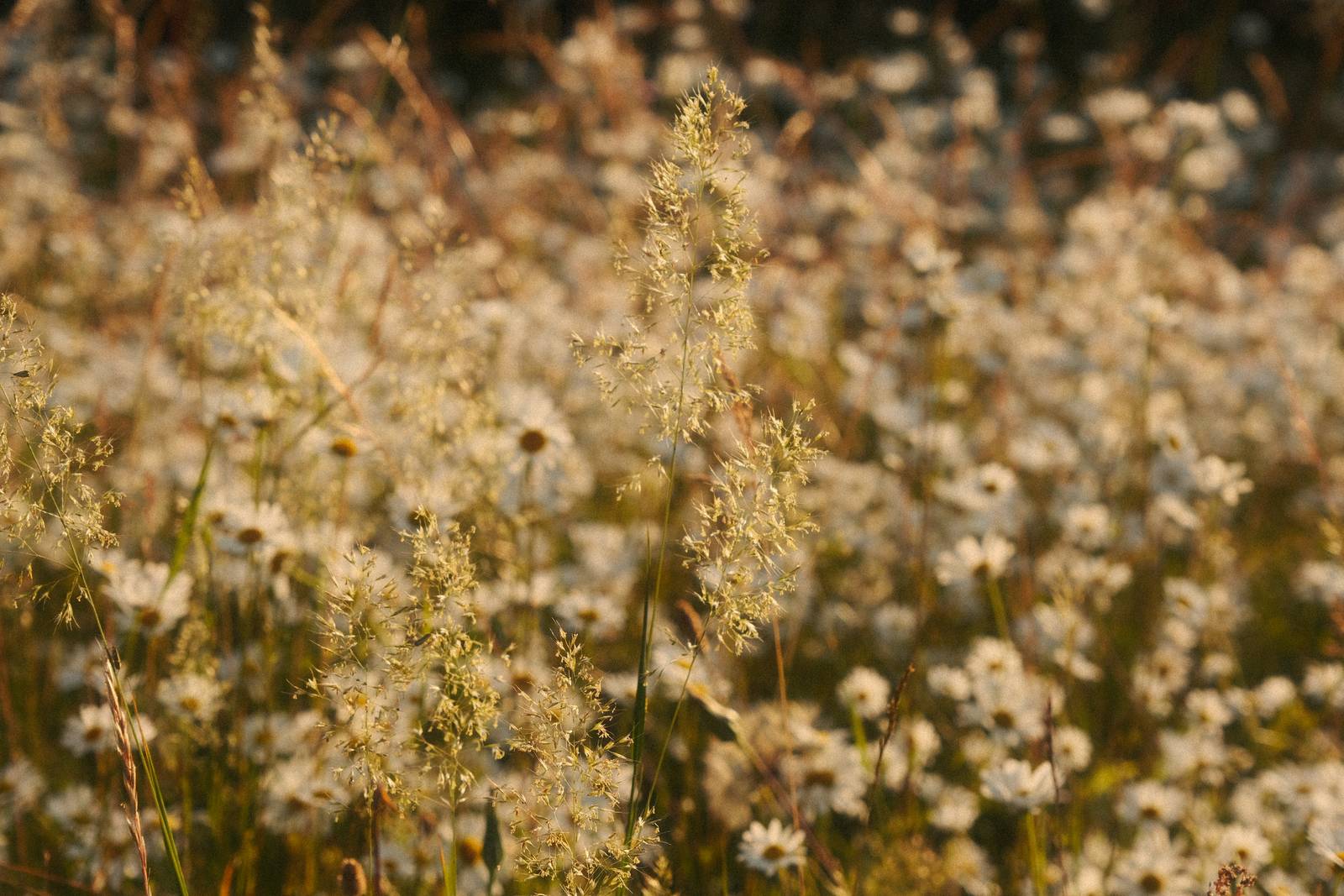 Hazy Dayz film recipe sample photo