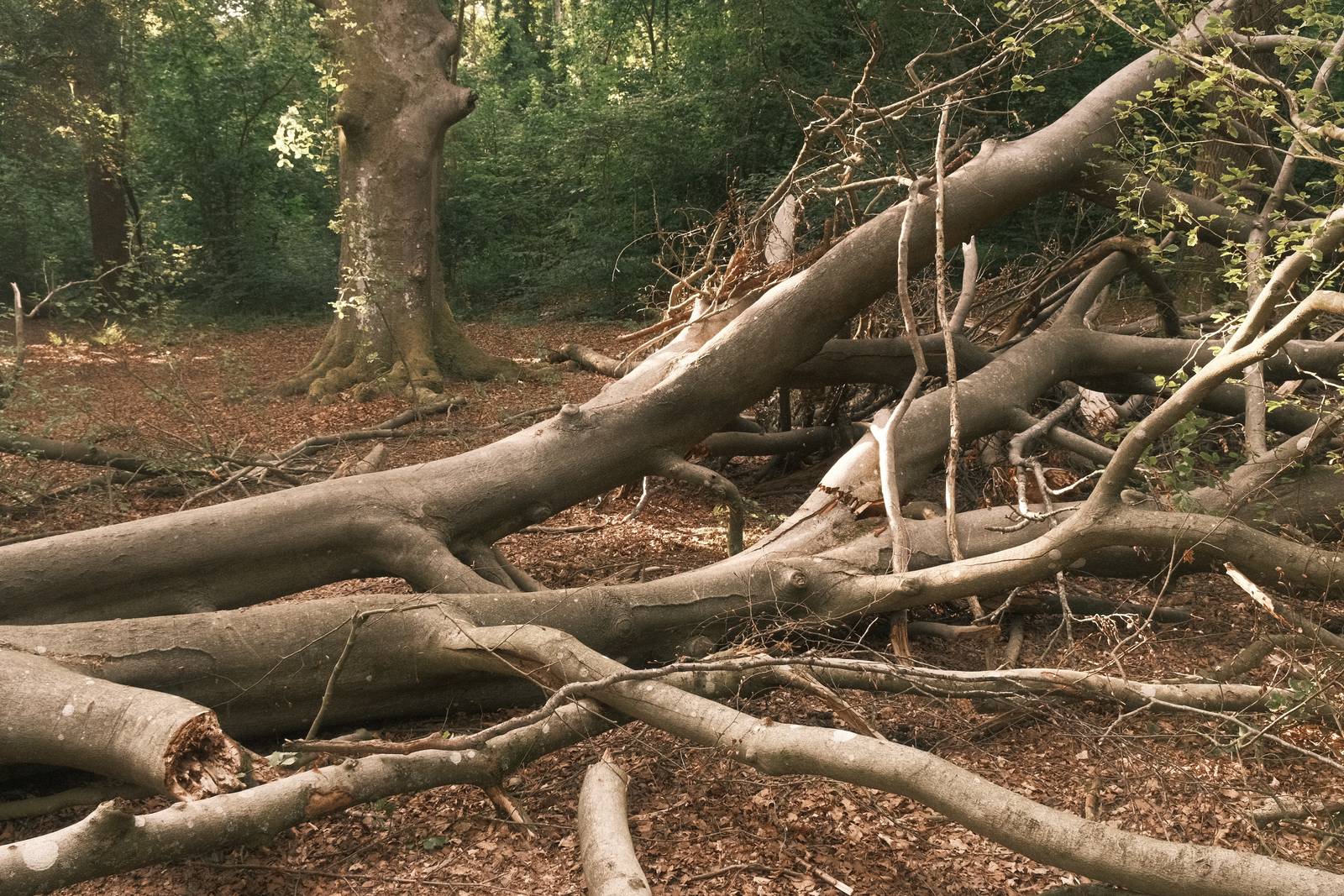 Bronze Age film recipe sample photo