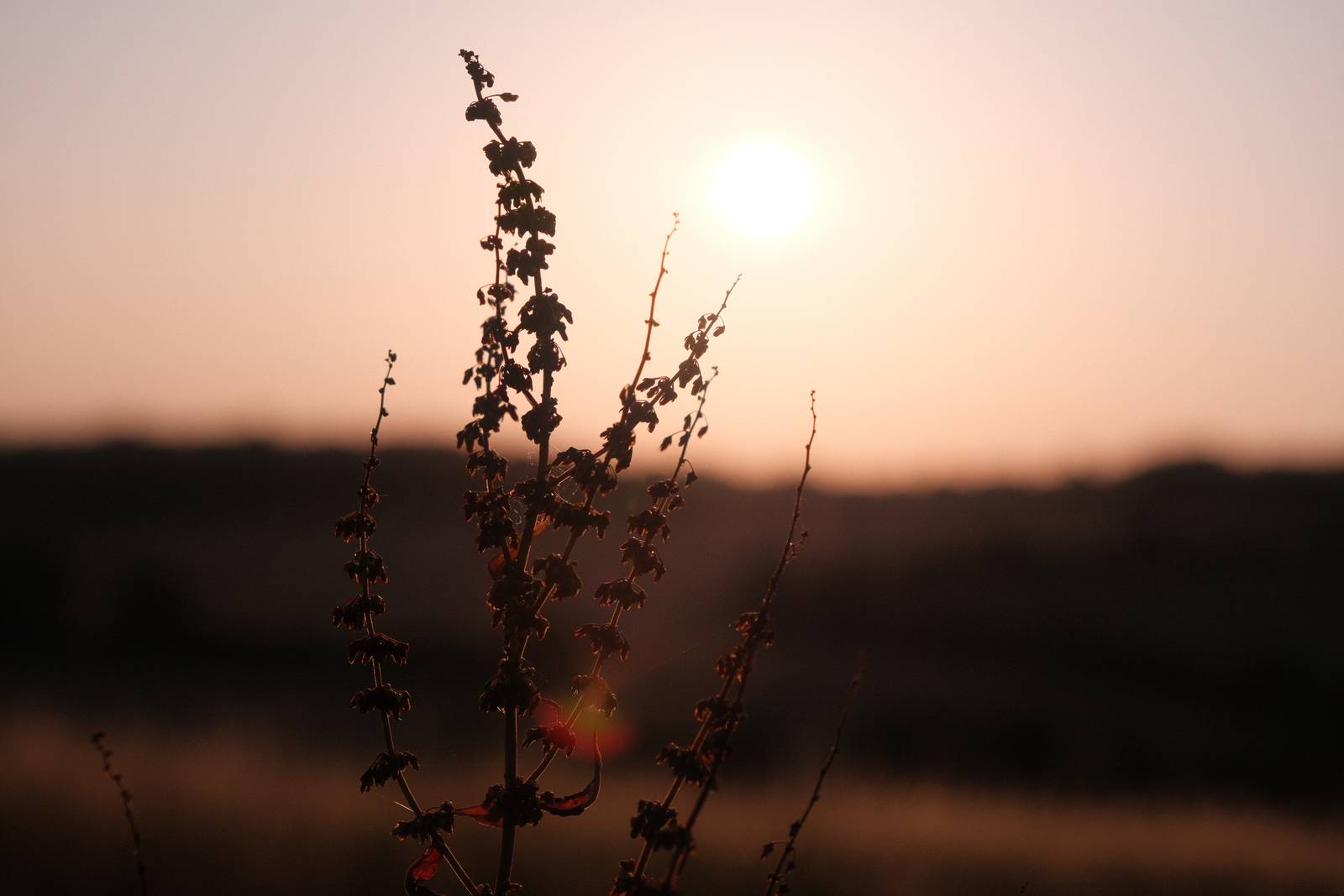Sherbert Sunrise film recipe sample photo