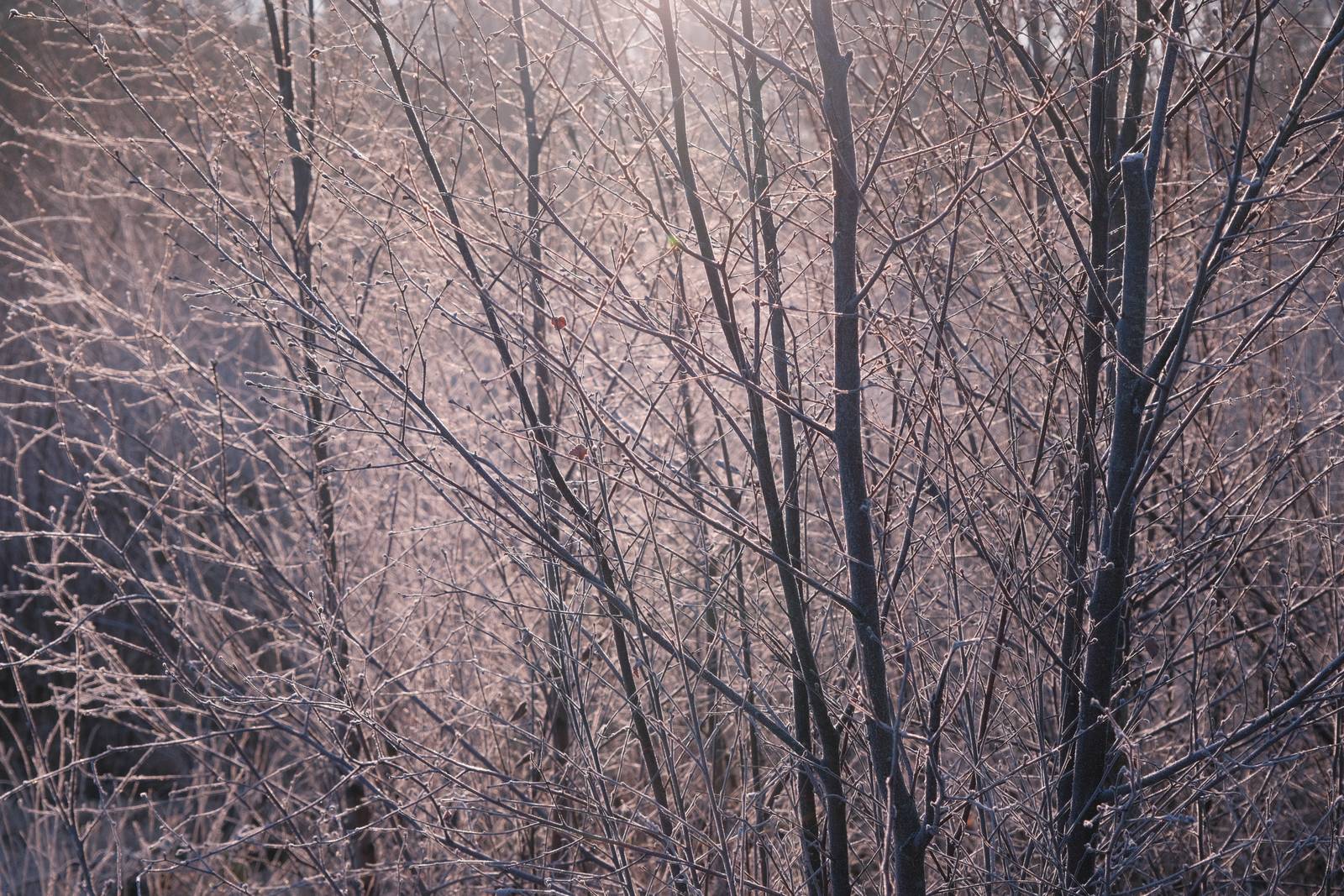 Sherbert Sunrise film recipe sample photo