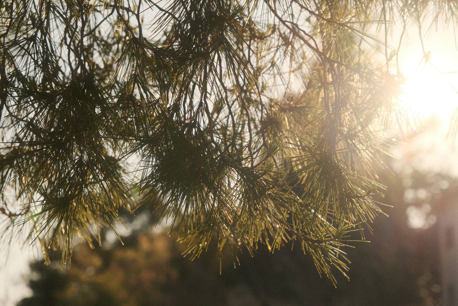 Hazy Dayz film recipe sample photo