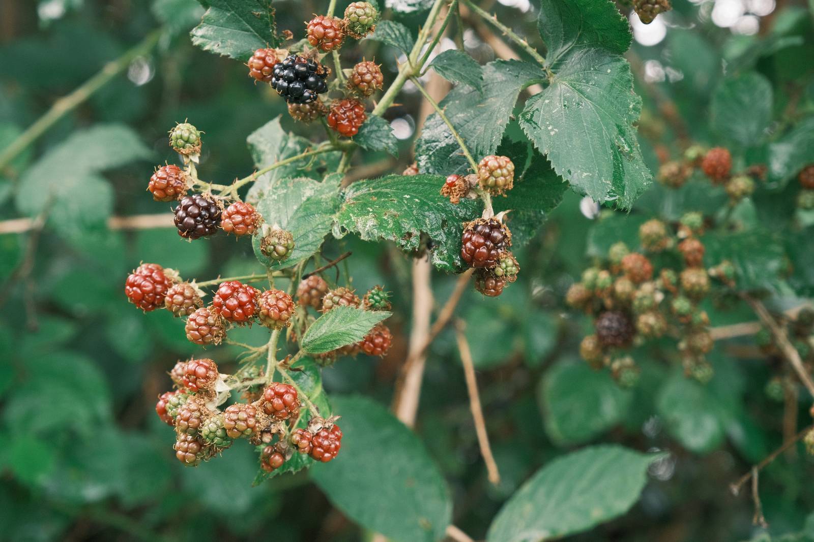 Superia Loco film recipe sample photo