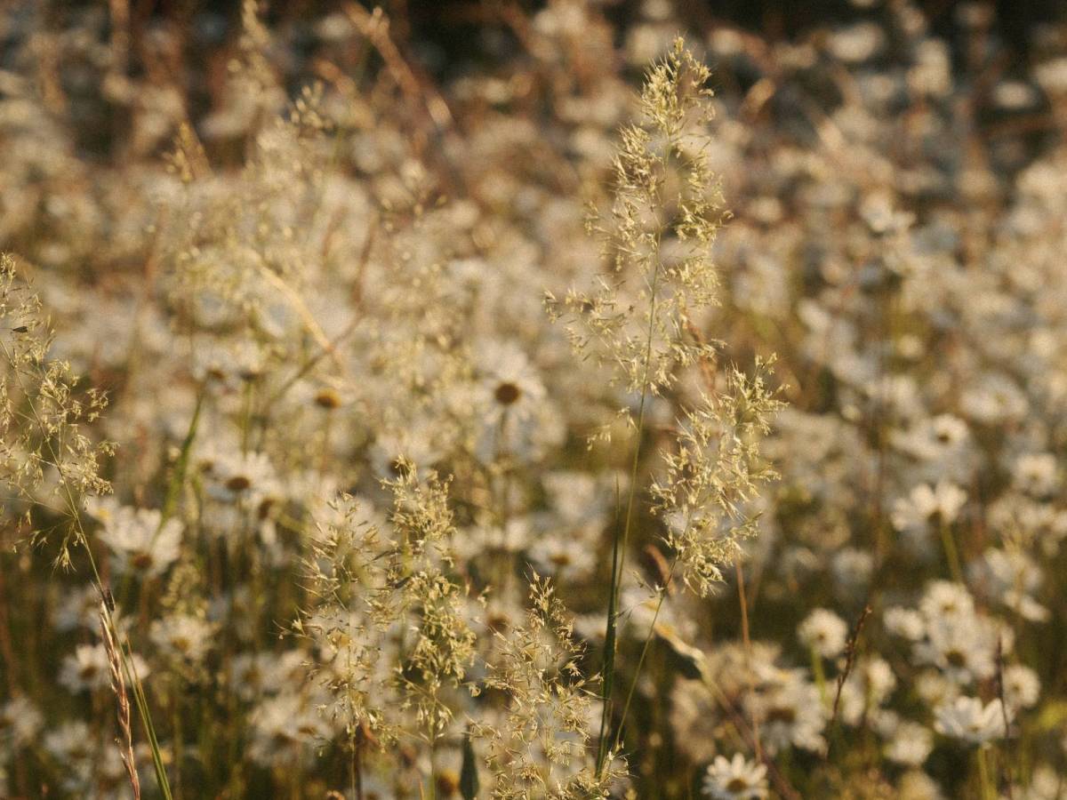 Hazy Dayz, Sunny Day Mood&nbsp;Magnifier