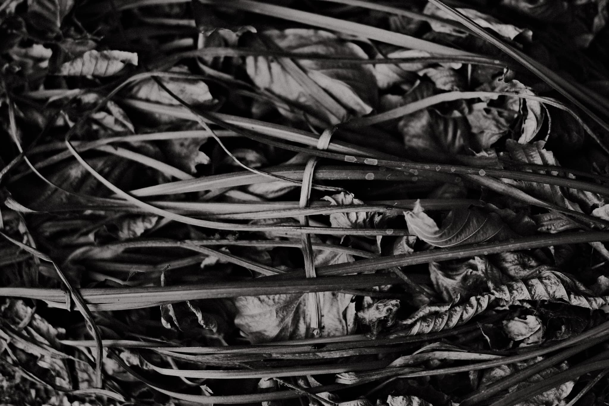 Daido Moriyama film recipe photo by Sabrina Magnusson