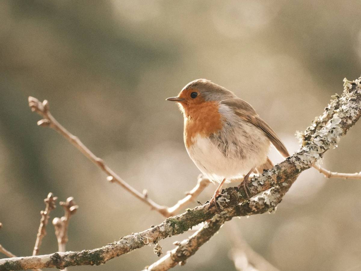 Apple Strudel, a Delicious Autumn&nbsp;Recipe