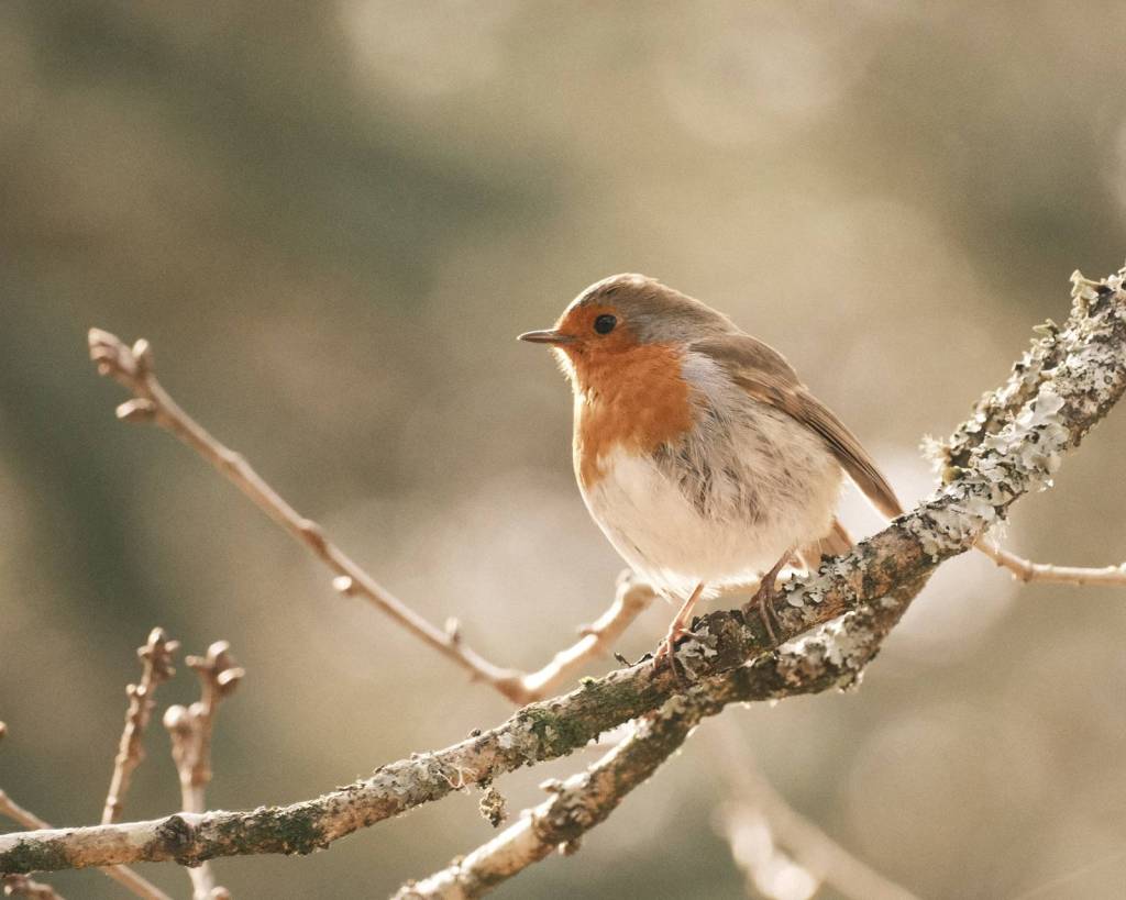 Apple Strudel, a Delicious Autumn&nbsp;Recipe