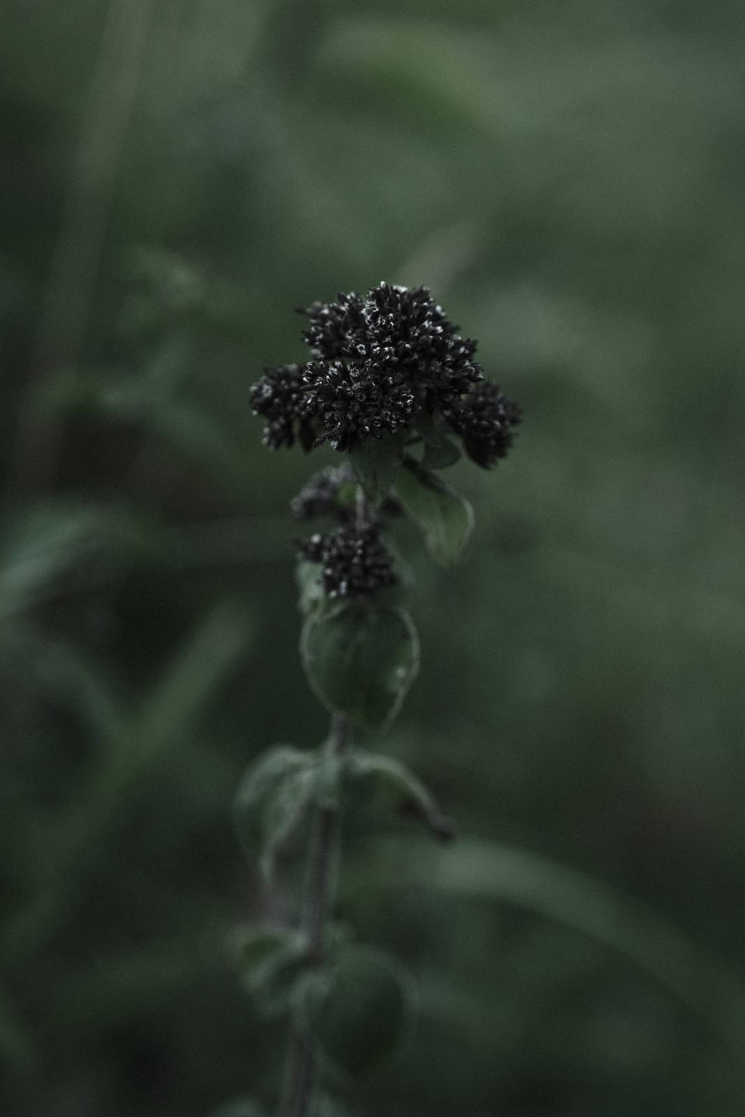 Inky Depths film recipe sample photo