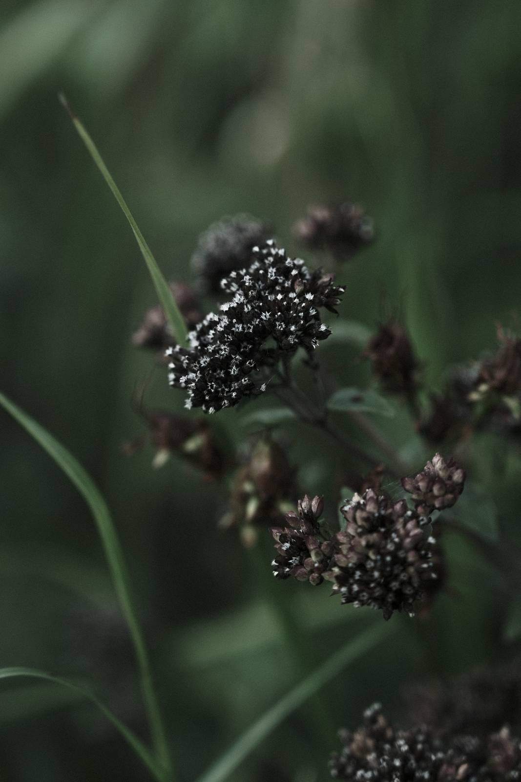 Inky Depths film recipe sample photo