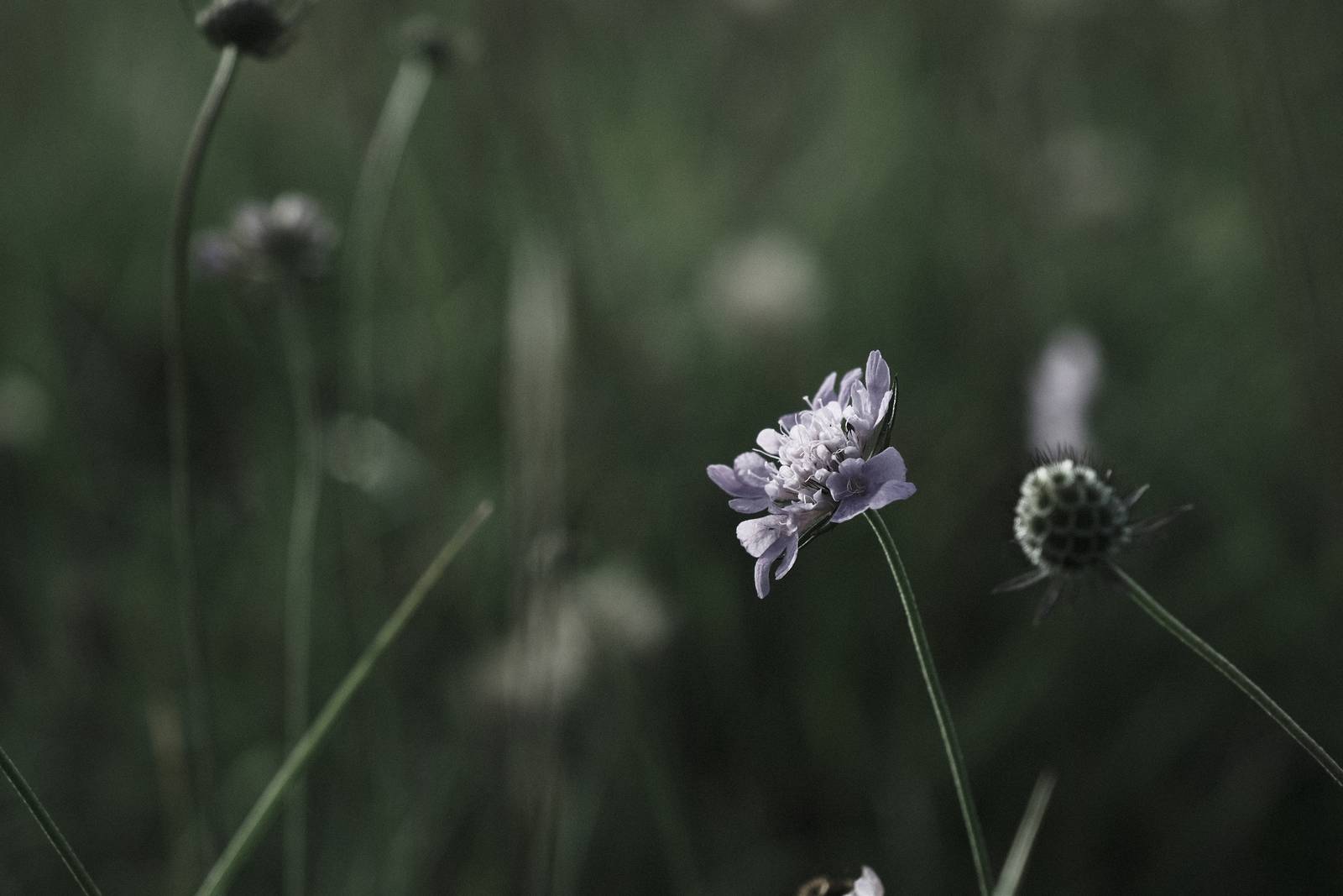 Inky Depths film recipe sample photo