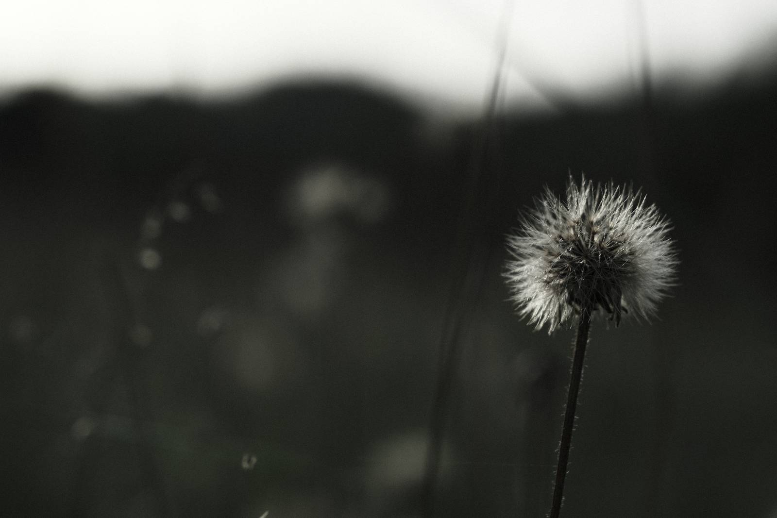 Inky Depths film recipe sample photo