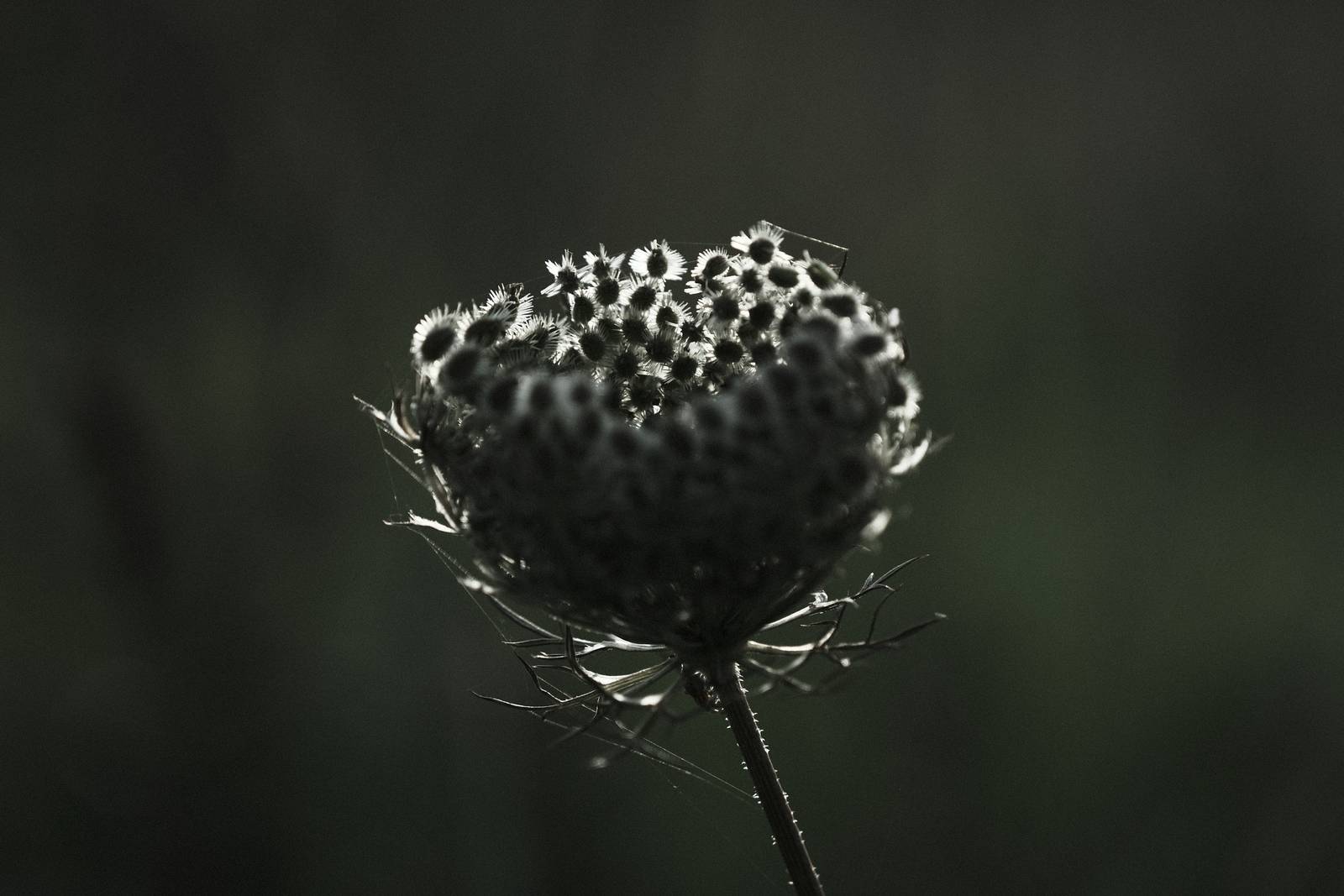 Inky Depths film recipe sample photo