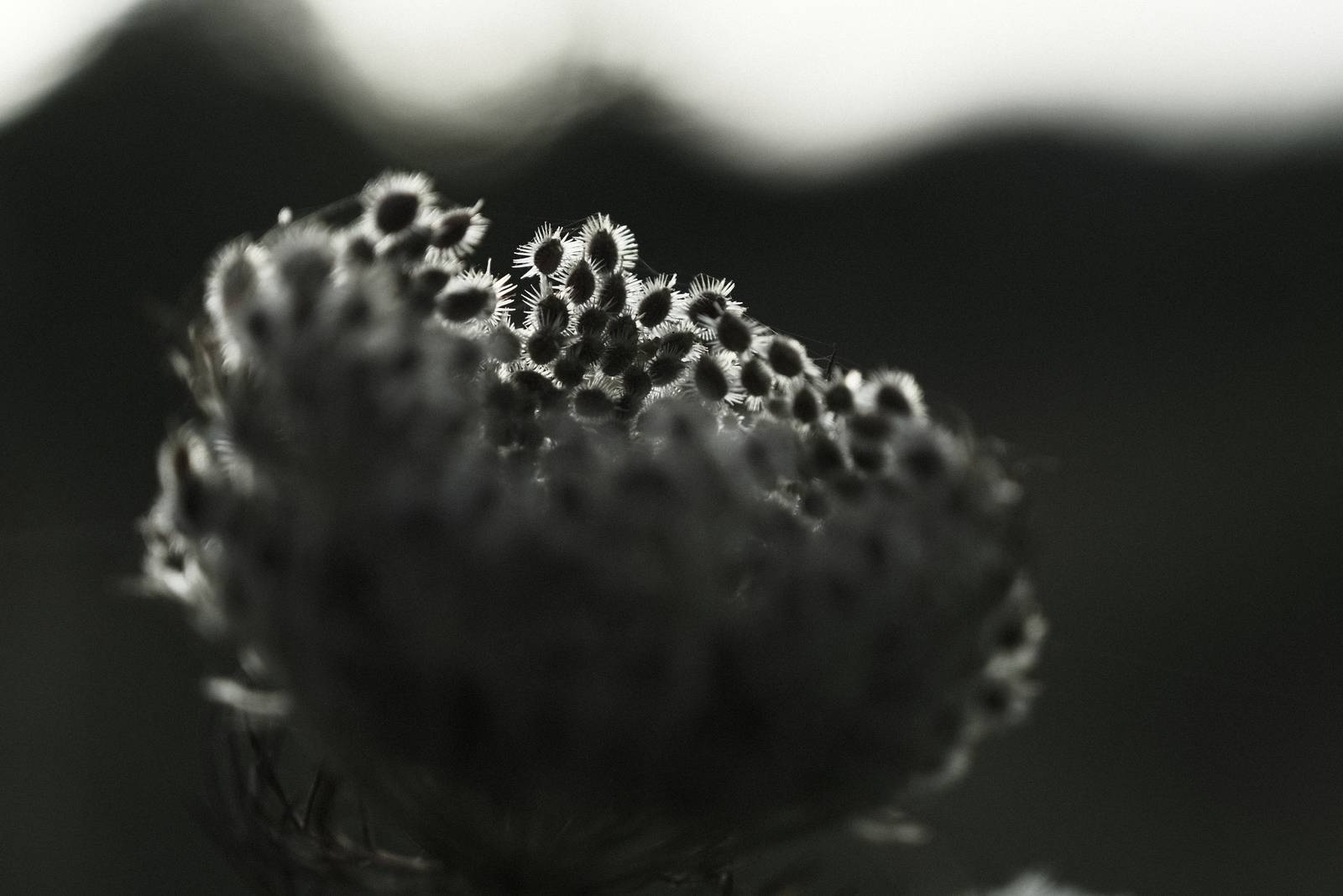 Inky Depths film recipe sample photo