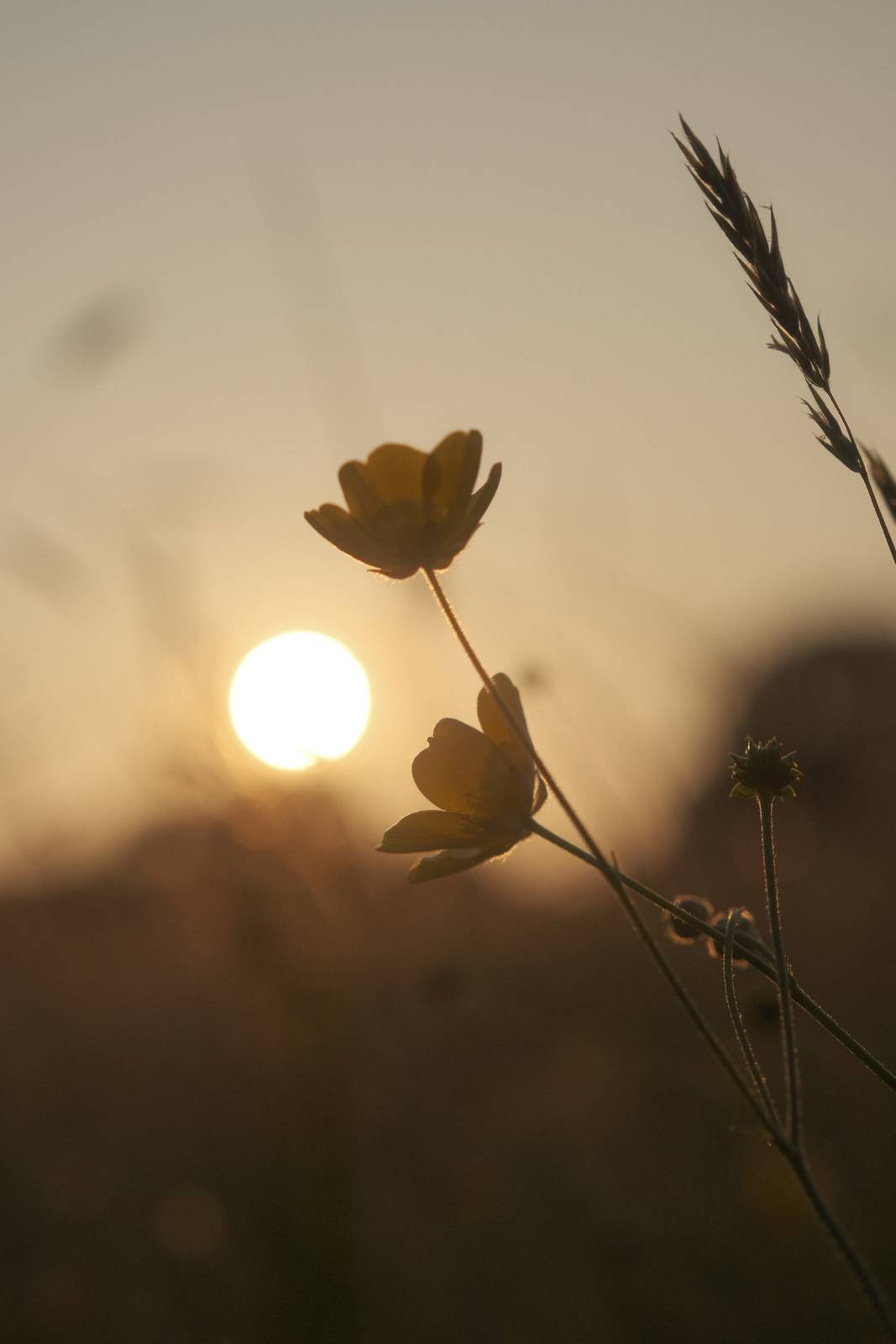 Starfield film recipe sample photo