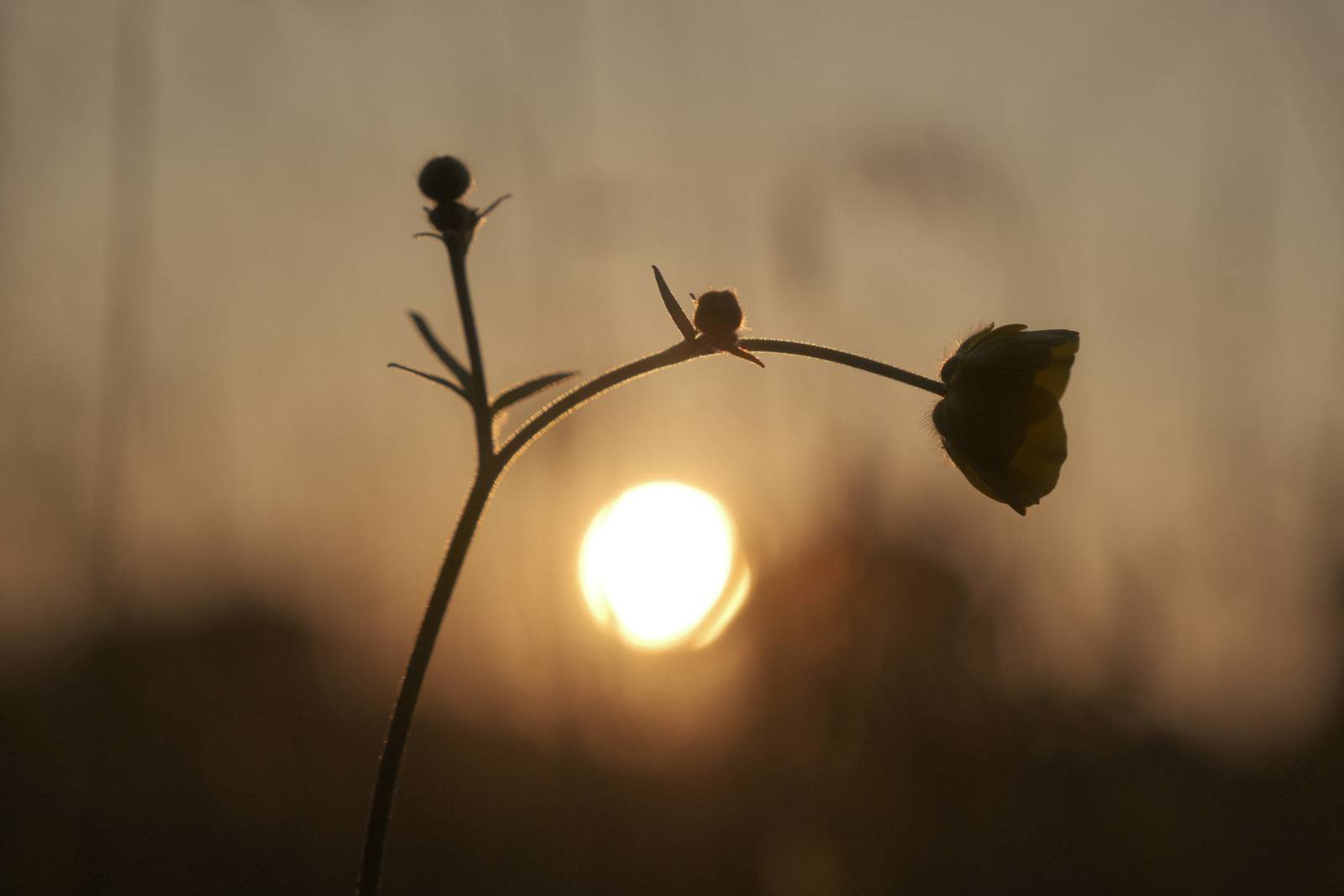 Starfield film recipe sample photo