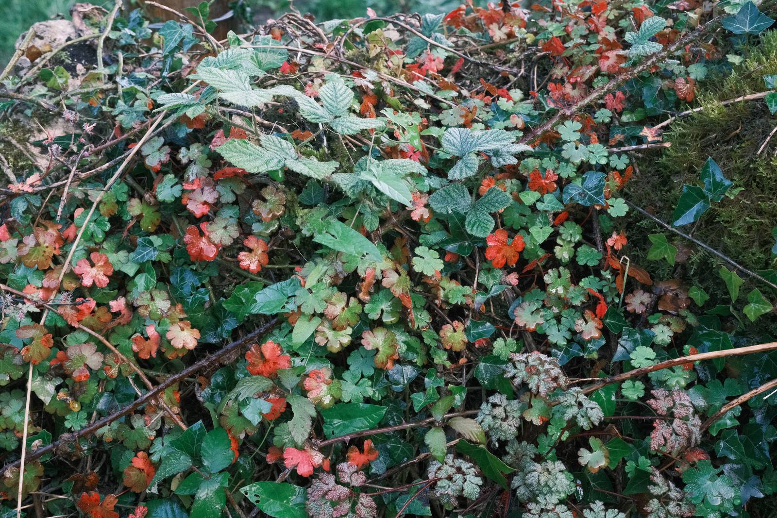 Fujicolor C200 film recipe sample photo
