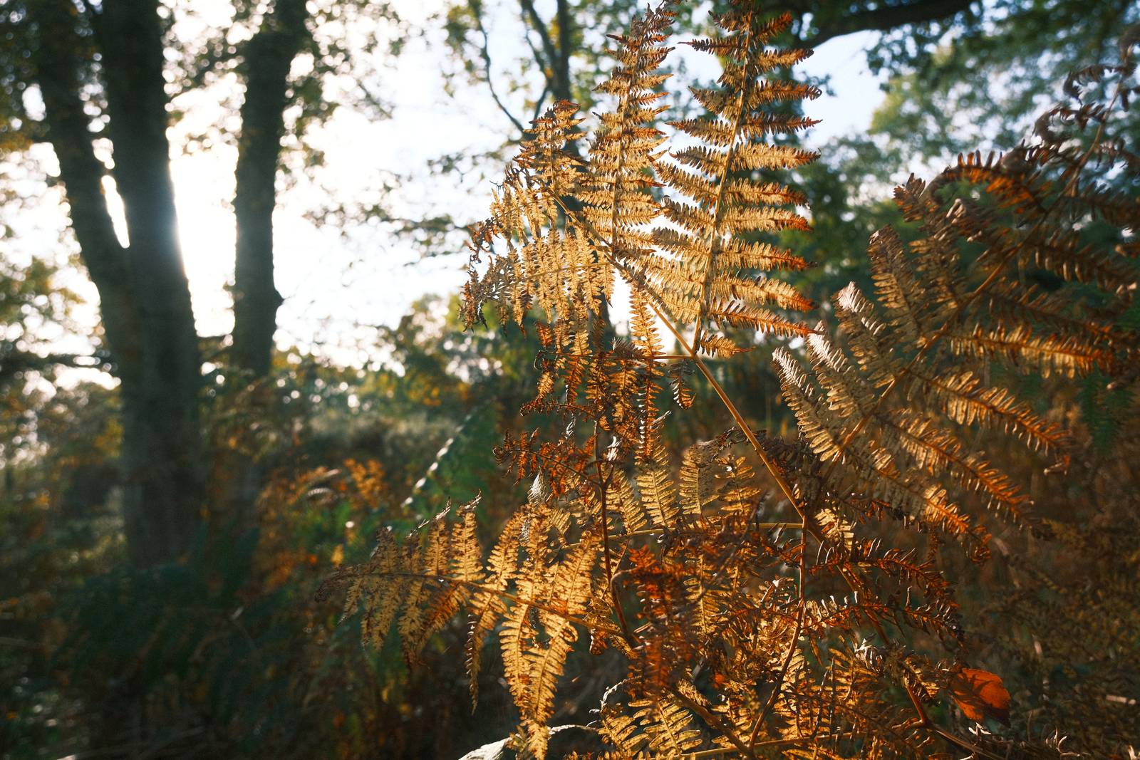 Organic Analog film recipe sample photo