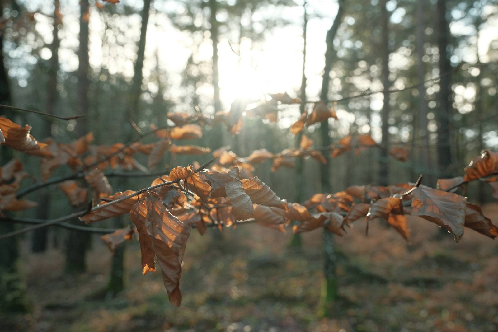 Cinematic Chrome film recipe sample photo