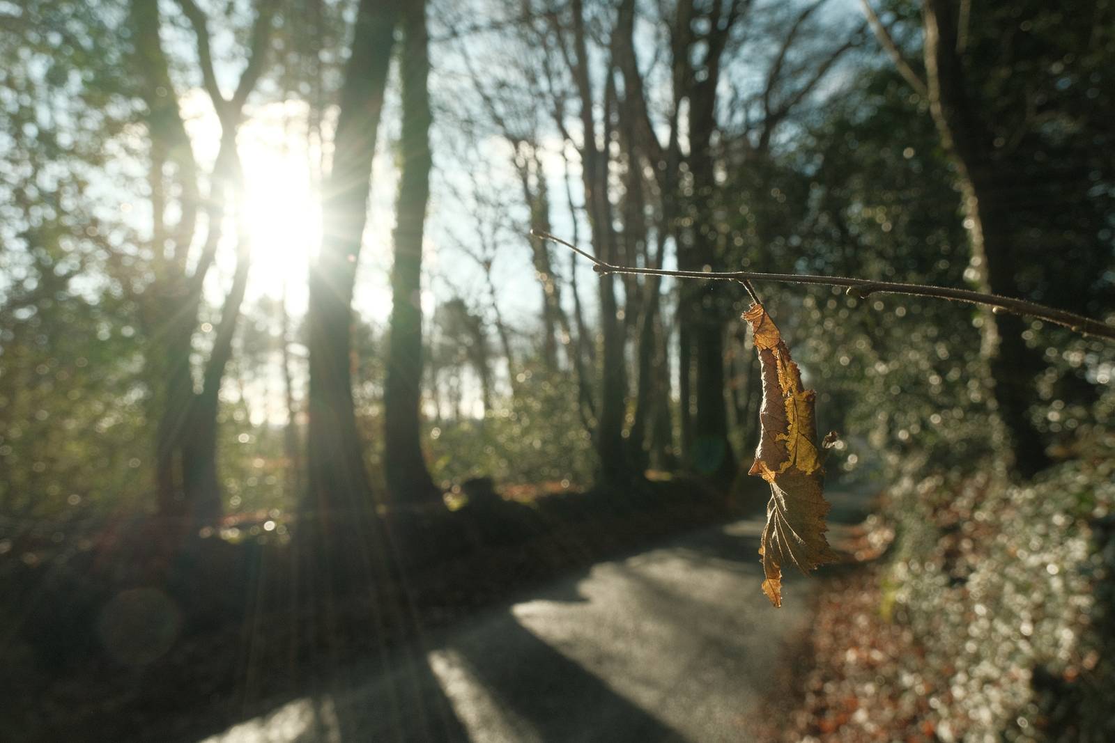 Cinematic Chrome film recipe sample photo