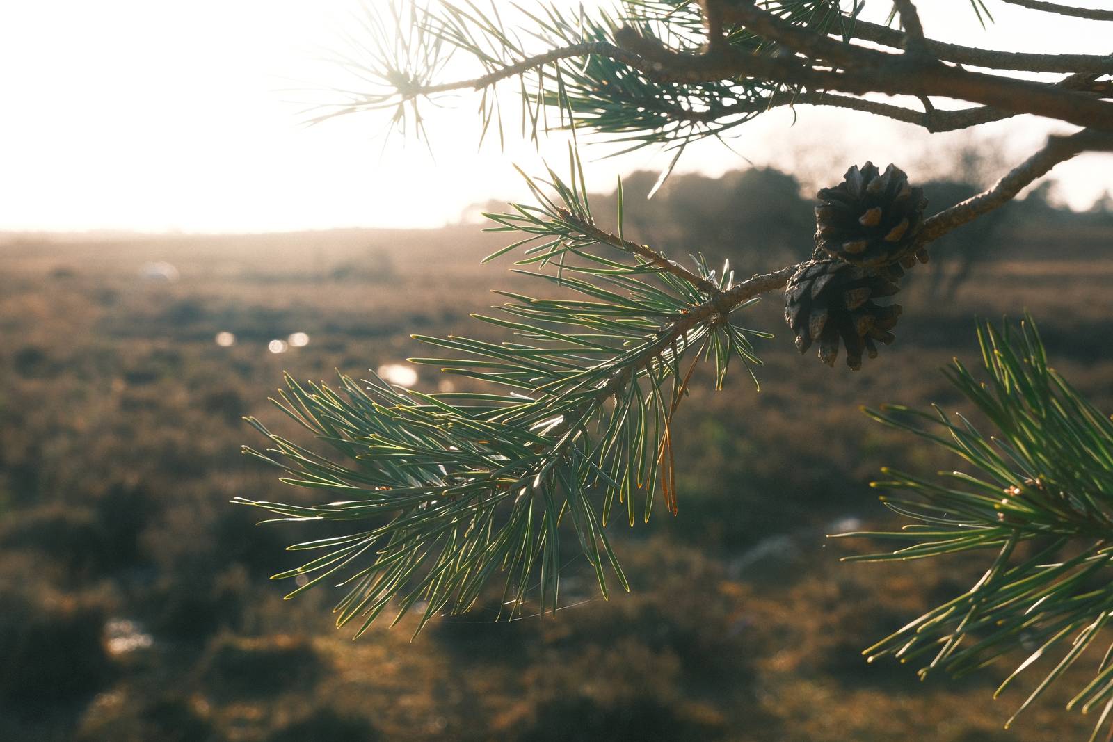 Organic Analog film recipe sample photo