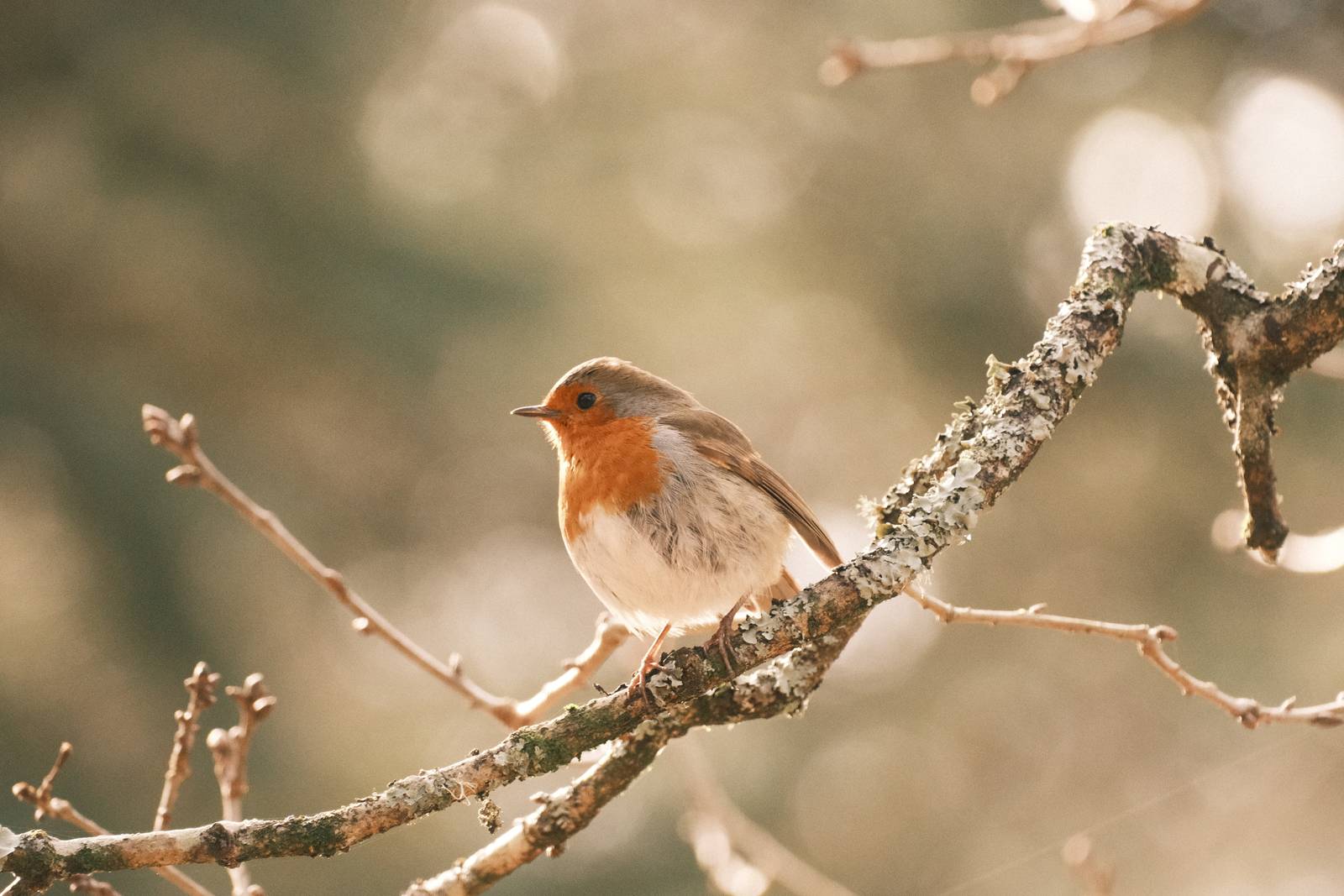 Apple Strudel film recipe sample photo