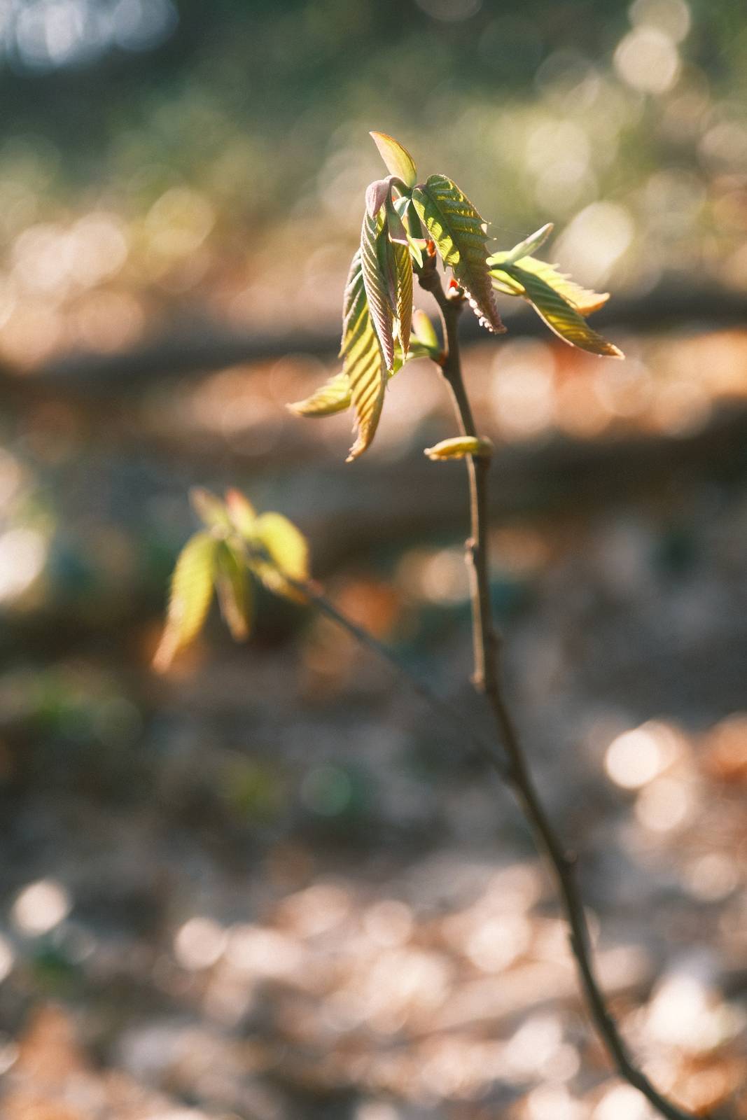 Organic Analog film recipe sample photo