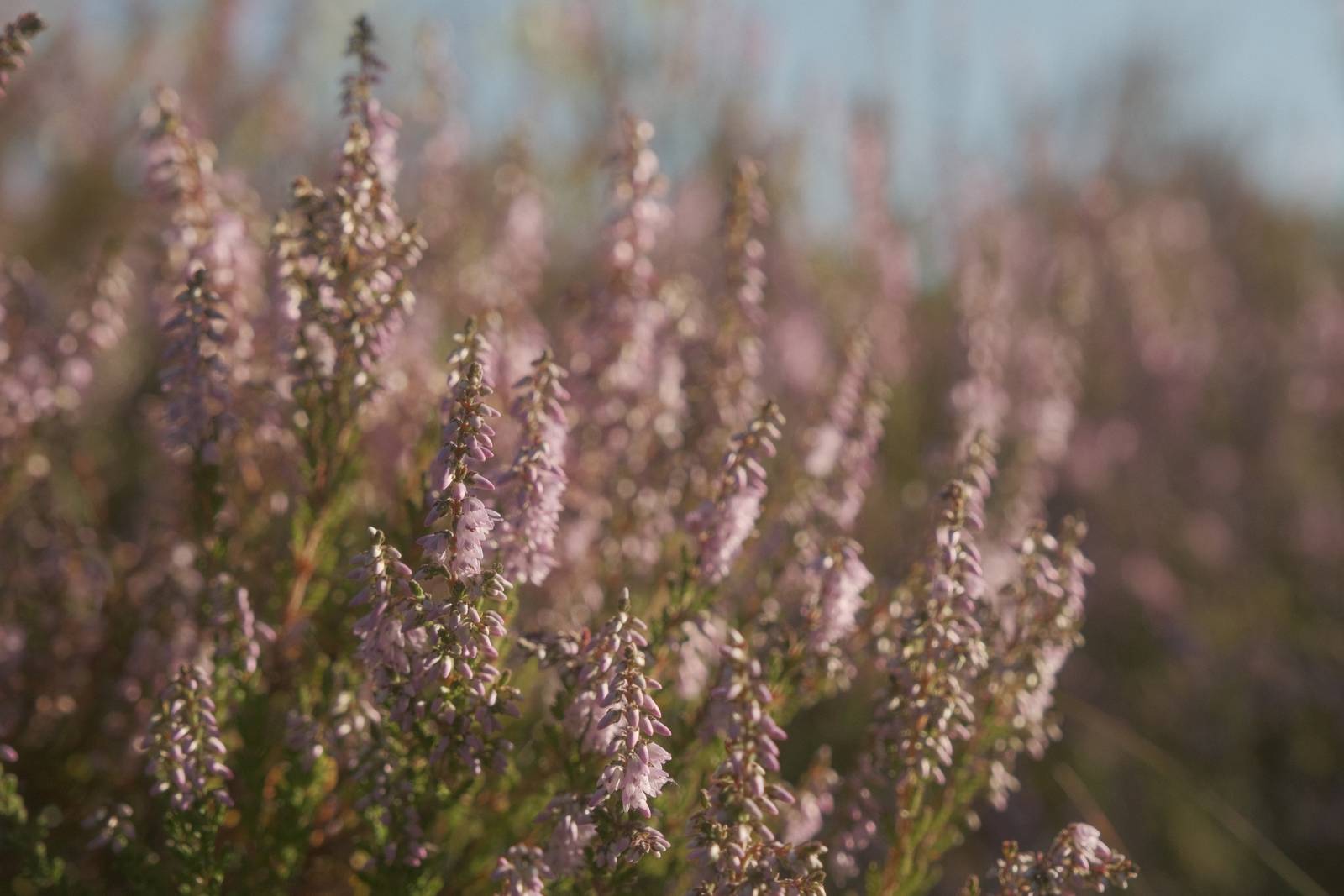 Starfield film recipe sample photo