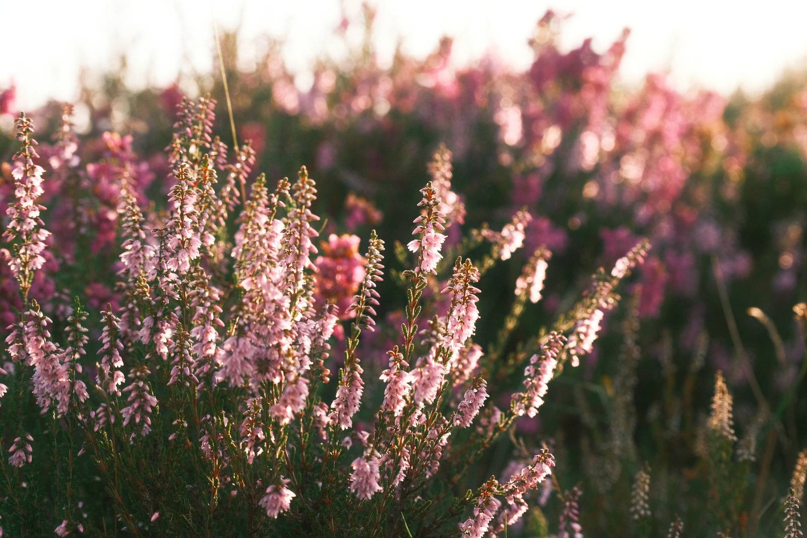 Organic Analog film recipe sample photo