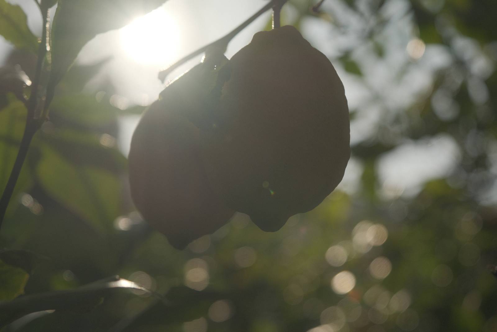 Starfield film recipe sample photo