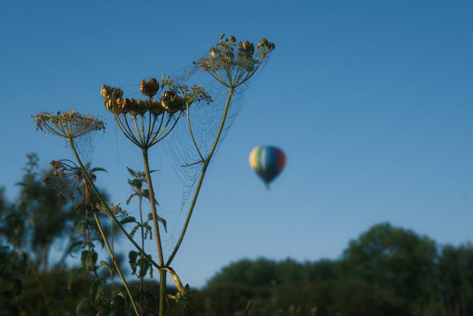Organic Analog film recipe sample photo