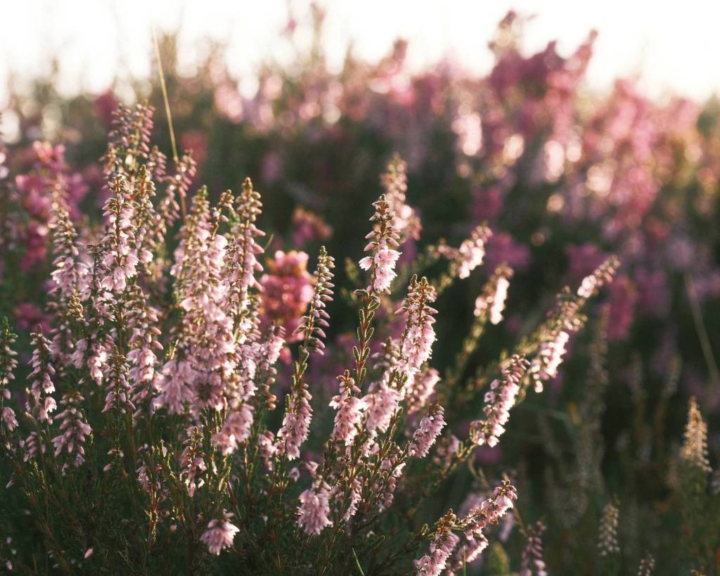 Organic Analog, for Rich Natural&nbsp;Images