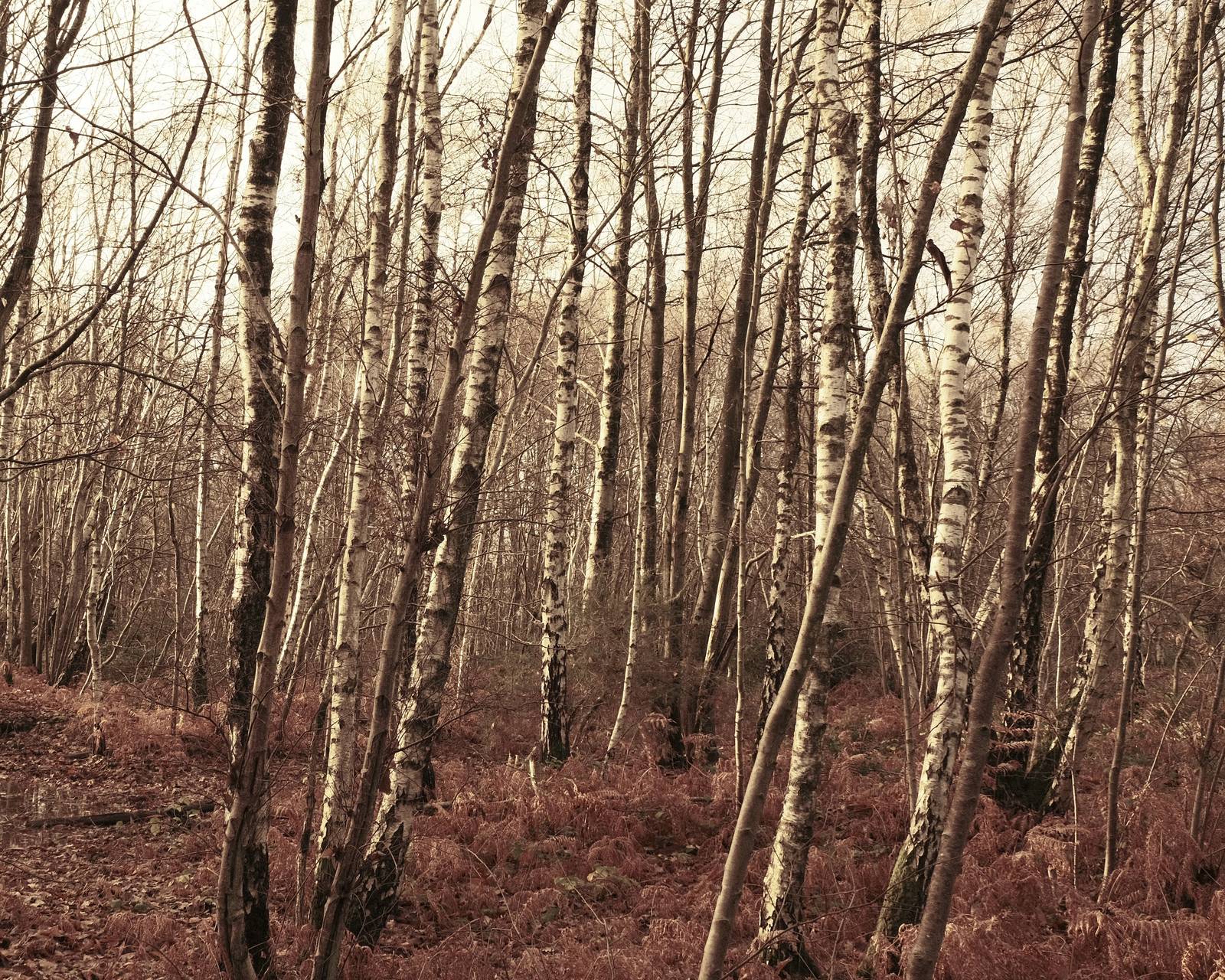 Brontosaurus, Bold Bronze Bleach Bypass