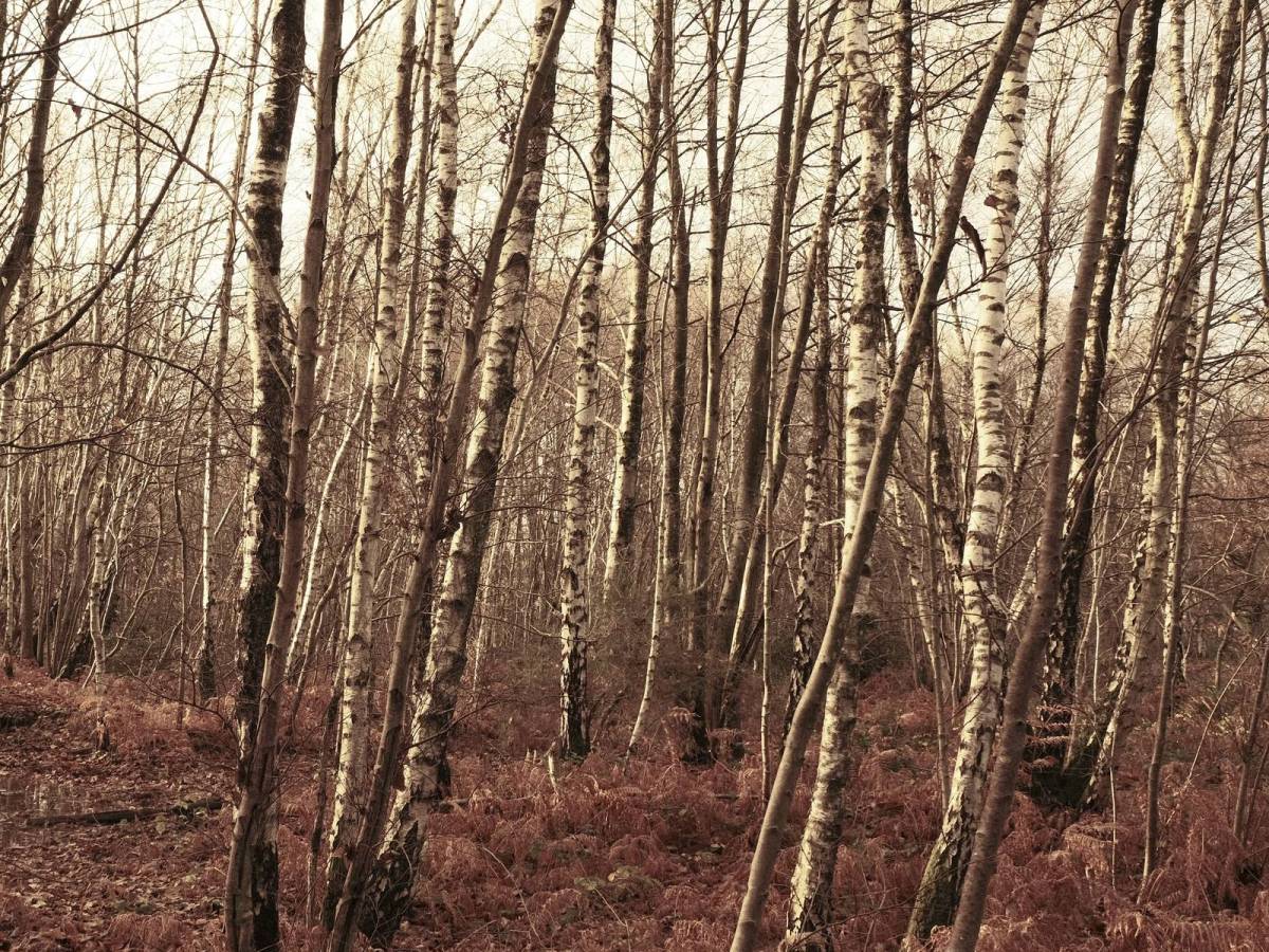 Brontosaurus, Bold Bronze Bleach&nbsp;Bypass